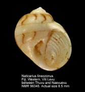 Naticarius lineozonus